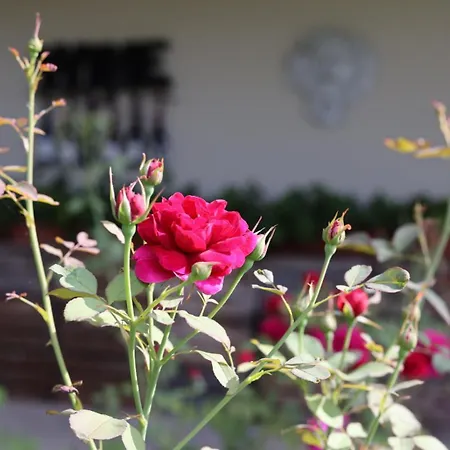 Ośrodek wypoczynkowy Braida Wine *
