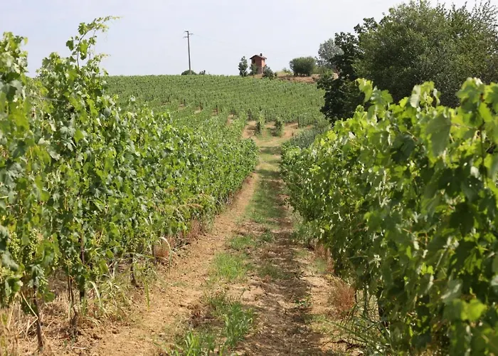 Braida Wine *