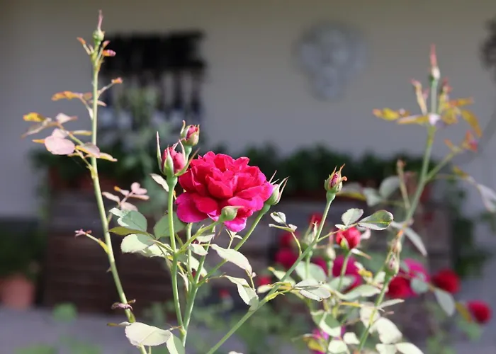 Rezort Braida Wine *